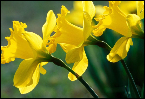 Yellow daffodils flower - No doubt 10th Anniversary flower Yellow daffodils flower - No doubt 10th Anniversary flower